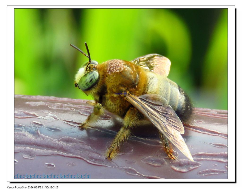 Xylocopa dejeanii